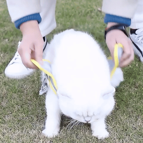 Collerette chat | Convalescence Optimale