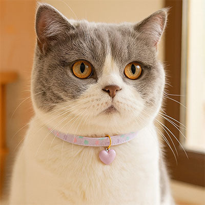 Chat gris blanc avec collier pour chat pastel et coeur