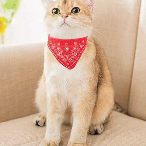 Collier Élégant pour chat™