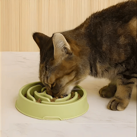 Gamelle Anti Glouton | Solution Repas Sereins