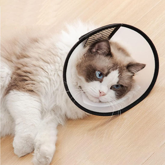 Collerette chat | Convalescence Optimale