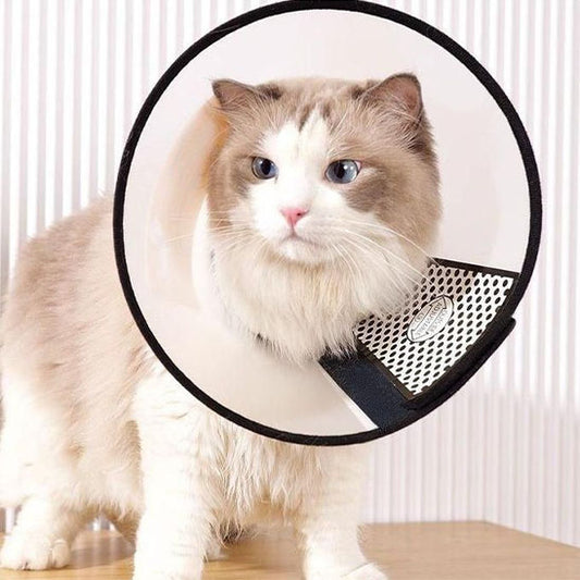 Collerette chat | Convalescence Optimale