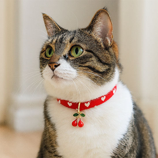 Collier pour chat | Sécurité Vive