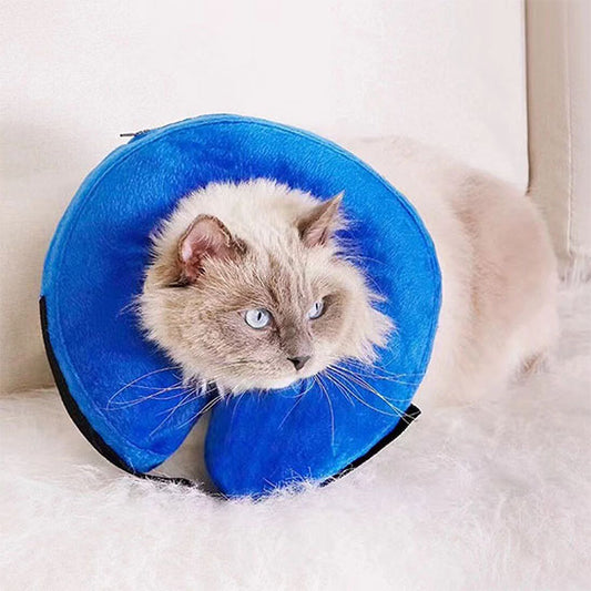 Collerette Chat | Confort Post-Opératoire