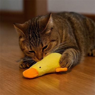 Jouet chat mignon | Instinct'Play